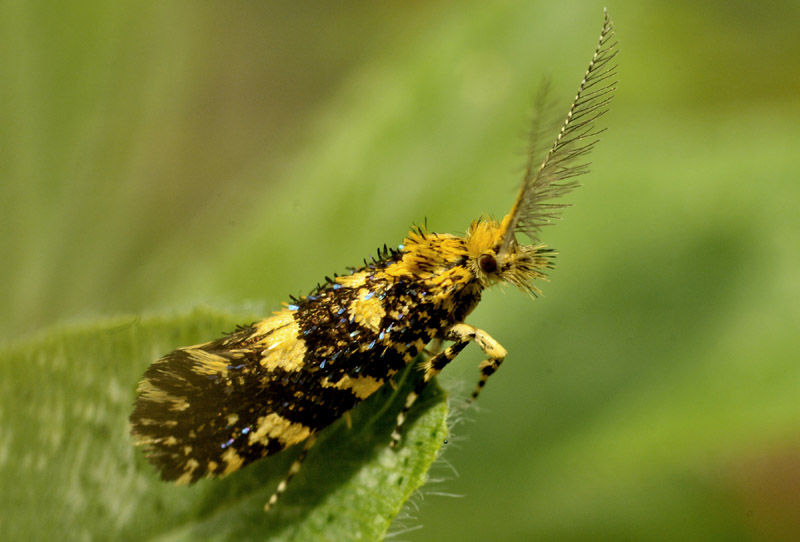 Crambidae?  No, Euplocamus ophisus (Tineidae)